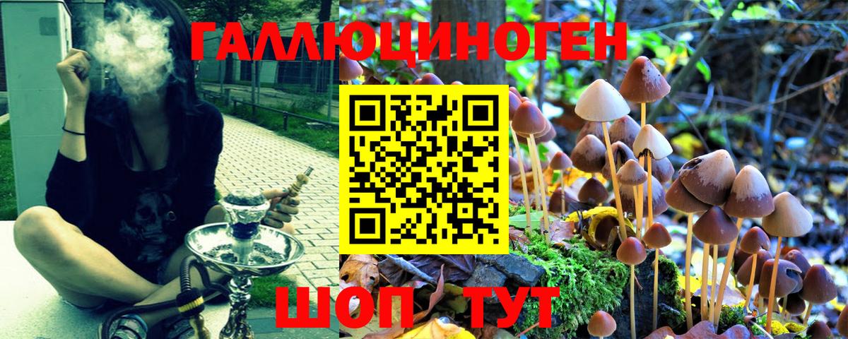 Галлюциногенные грибы Psilocybine cubensis Междуреченск